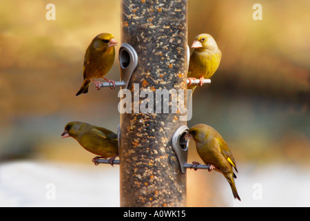 Verdone Carduelis chloris 4 quattro greenfinches su bird feeder in sun Shropshire England Regno Unito Regno Unito GB Gran Bretagna Foto Stock