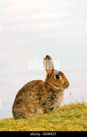 Coniglio oryctolagus cuniculus nella luce della sera in primavera pascolare nel campo inglese dal lato di un lago Shropshire England Regno Unito GB Foto Stock