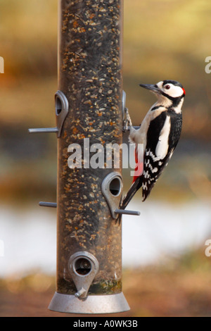 Picchio rosso maggiore Dendrocopos major su birdfeeder Shropshire England Regno Unito Regno Unito GB Gran Bretagna Isole britanniche Foto Stock