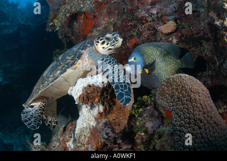 Tartaruga embricata alimentazione su variopinti coralli molli sulle barriere coralline che circondano l'isola di Grand Cayman, Isole Cayman. Foto Stock