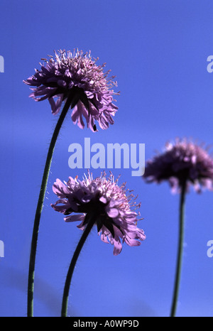 Campo scabious, Knautia arvense Foto Stock