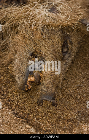 Javelina carcassa Tayassu tajacu essendo alimentato da vermi Arizona Foto Stock