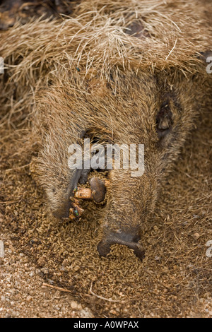 Javelina carcassa Tayassu tajacu essendo alimentato da vermi Arizona Foto Stock