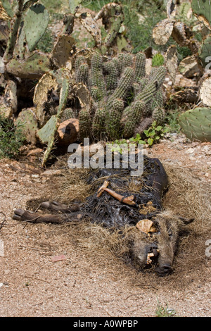 Javelina carcassa Tayassu tajacu essendo alimentato da vermi Arizona Foto Stock