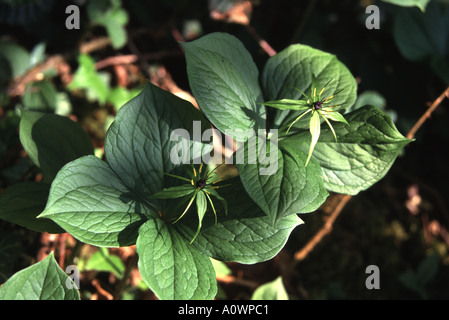 Herb Paris, Paris quadrifolia Foto Stock