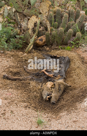 Javelina carcassa Tayassu tajacu essendo alimentato da vermi Arizona Foto Stock