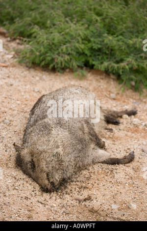 Javelina carcassa Tayassu tajacu essendo alimentato da vermi Arizona Foto Stock