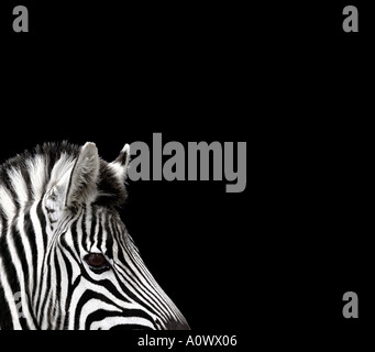 Testa di Zebra su nero Foto Stock
