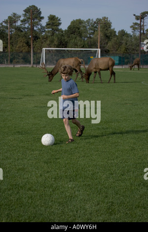 Bambino sul campo di calcio witih elk in background a Parco Nazionale del Grand Canyon Arizona USA Modello rilasciato Foto Stock