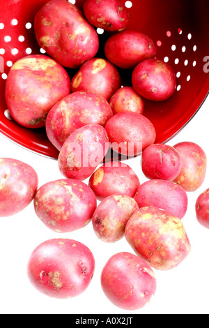 Freschi puliti non cotti patate rosse con n. di persone Foto Stock