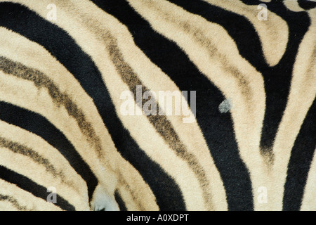 Burchells Zebra (Equus burchelli) modello di pelliccia Foto Stock