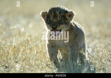 Il pianto Lionbaby (Panthera leo) in erba alta con retroilluminazione Foto Stock