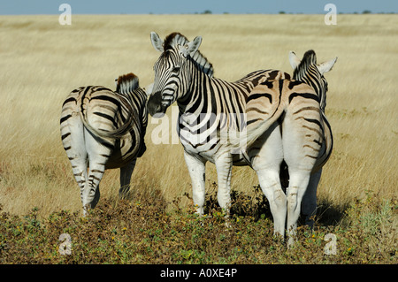 Burchells Zebra (Equus burchelli) di appoggio del gruppo Foto Stock