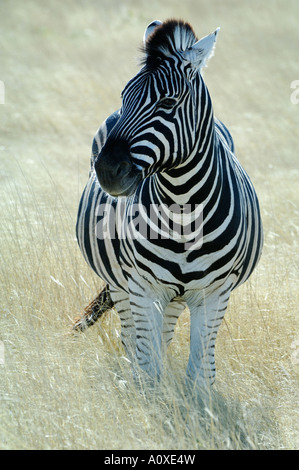 Burchells Zebra (Equus burchelli) di appoggio Foto Stock