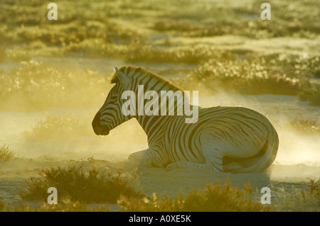Burchells Zebra (Equus burchelli) prendere un bagno di sabbia in controluce Foto Stock
