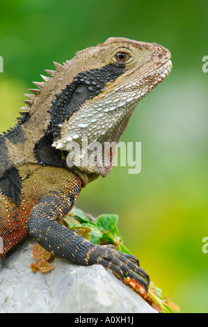 Acqua australiano Dragon (Physignathus lesueurii) , Australia Foto Stock