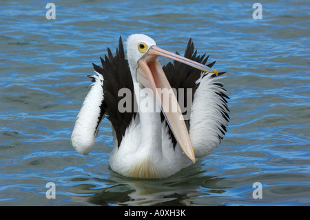 Pellicano australiano (Pelecanus conspicillatus), Australia Foto Stock