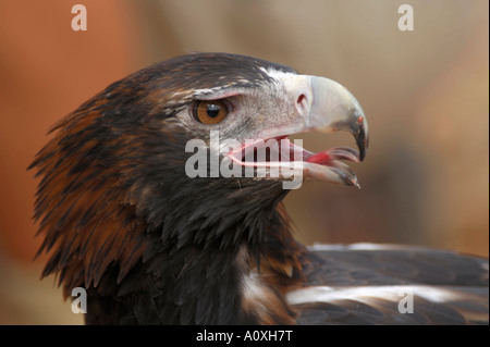 Cuneo-tailed Eagle (Aquila audax) Foto Stock