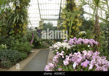 Orchidee in Principe di Galles Conservatorio Royal Botanic Gardens di Kew Londra Foto Stock