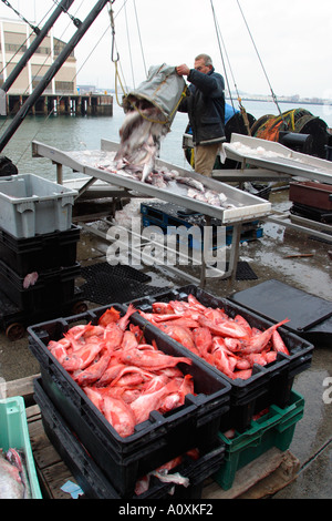 Cattura di scarico sulle banchine a Boston il molo del pesce Foto Stock