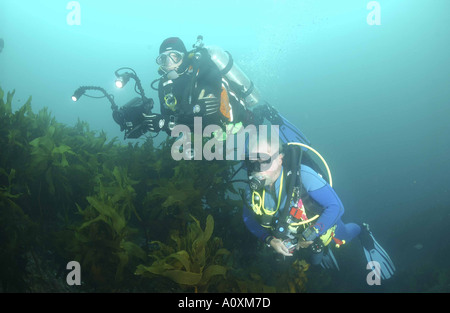 Diving in povero cavaliere isole Foto Stock