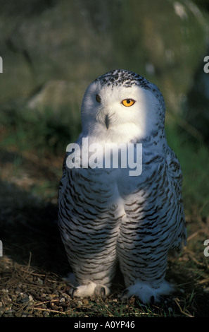 Il gufo sul pesce persico in gabbia Margam country park Wales UK Gran Brit Foto Stock