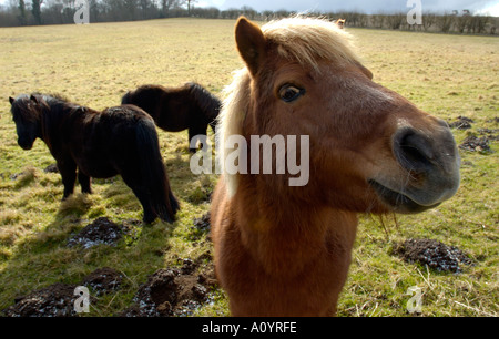 Pony Shetland pascolare nel campo England Regno Unito Foto Stock