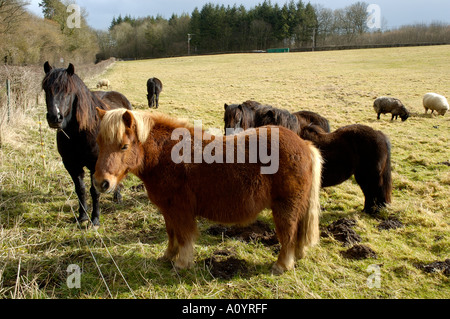 Pony Shetland pascolare nel campo England Regno Unito Foto Stock