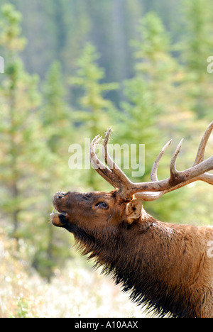 Bull Elk chiamando Foto Stock