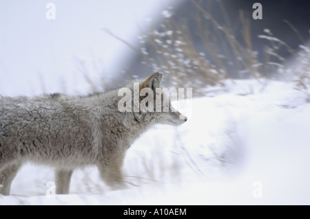 Coyote nella neve Foto Stock