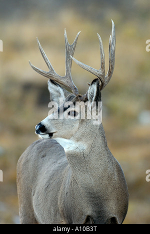 Cervi di mulo Buck Foto Stock