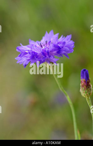 Fiordaliso Centaurea cyanus crescendo al Lost Gardens of Heligan Cornovaglia Foto Stock