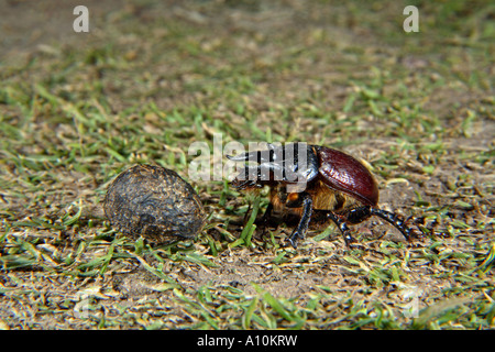 Minotauro beetle Typhaeus typhoeus maschio Foto Stock