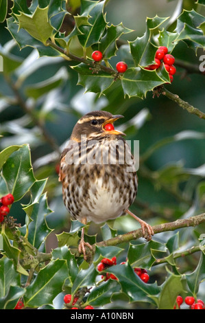 Redwing Turdus iliacus alimentazione su holly bacche inverno Foto Stock