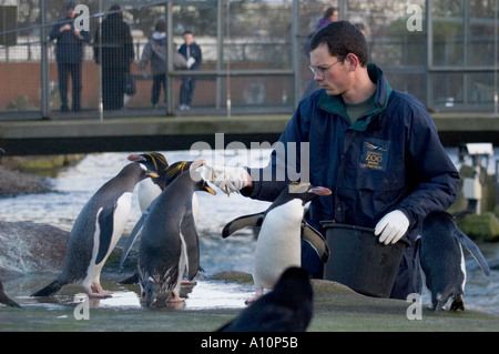 Alimentazione di maccheroni penguins Eudyptes Chrysolophus a Edinburgh Zoo - zoo keeper indossando i guanti per igiene e sicurezza Foto Stock