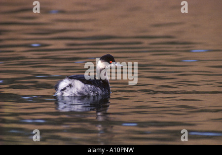 Collo Nero svasso Podiceps nigricollis in inverno Foto Stock