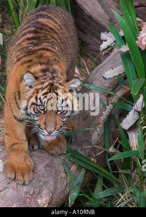 Sei mesi la tigre di Sumatra cub presso il Los Angeles Zoo Foto Stock