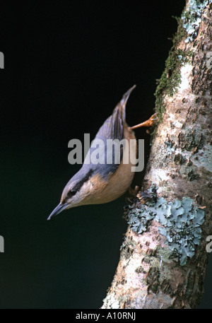 Picchio muratore Sitta europaea sul tronco di albero Cornovaglia Foto Stock