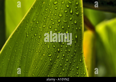 Gocce di rugiada sulla foglia verde Foto Stock