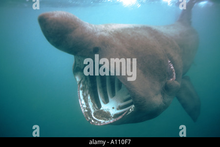 Lo Squalo elefante Coverack Bay Cornwall Cetorhinus maximus Foto Stock