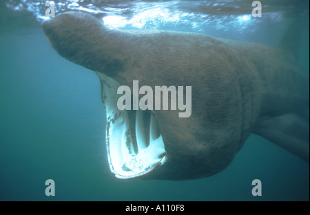 Lo Squalo elefante Coverack Bay Cornwall Cetorhinus maximus Foto Stock