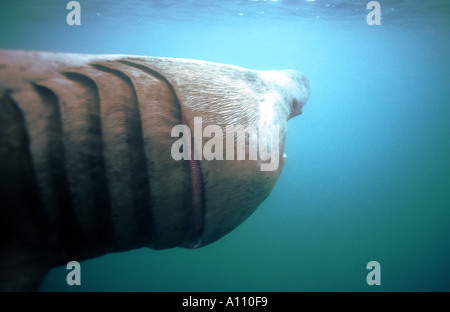 Lo Squalo elefante Coverack Bay Cornwall Cetorhinus maximus Foto Stock