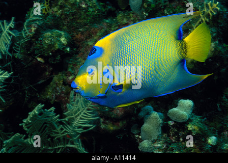 Una regina ANGELFISH Holacanthus ciliaris SU UNA BARRIERA CORALLINA DEL MAR DEI CARAIBI Foto Stock