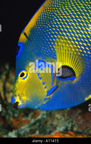 Primo piano di una regina ANGELFISH Holacanthus ciliaris nelle acque della Florida Keys Foto Stock