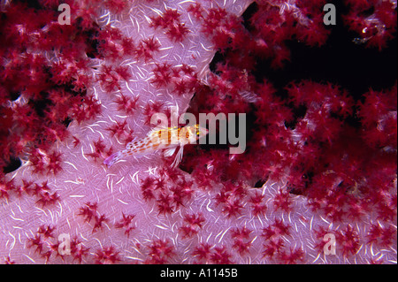 Una nana HAWKFISH Cirritichthys falco posatoi su una levetta di SOFT CORAL NELLE ISOLE SALOMONE Foto Stock