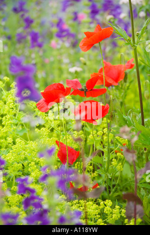 Papaver rhoeas campo di papavero e Salvia viridis dipinto di salvia Foto Stock