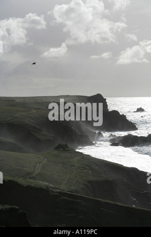 Caccia gheppio sul Cornish Coast. Foto Stock