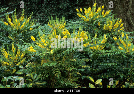 Mahonia x media "sole invernale" mahonias Foto Stock