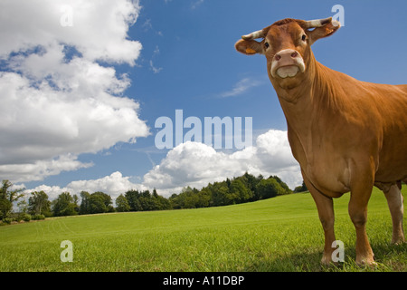 Una mucca Limousin (Bos taurus domesticus). La Francia. Vache (Bos taurus domesticus) de razza Limousine (Francia). Foto Stock