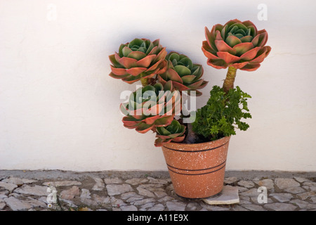 Echeveria secunda, precedentemente glauca, in una pentola (Portogallo). Echeveria secunda, anciennement glauca, en pot. (Portogallo). Foto Stock